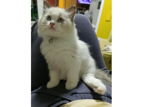 Orijinal ragdoll yavrular