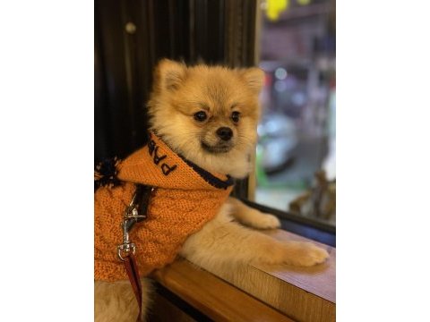 9 aylık erkek pomeranian