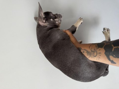 Exotic french bulldog