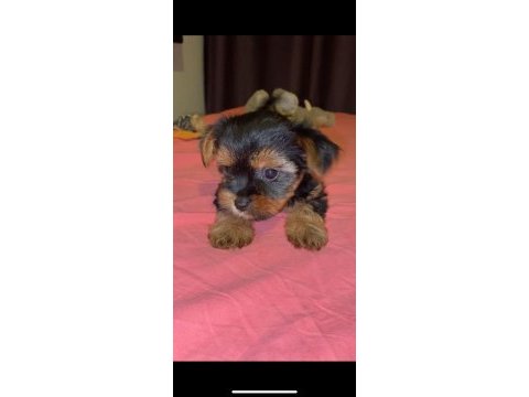 Yorkshire terrier yavruları