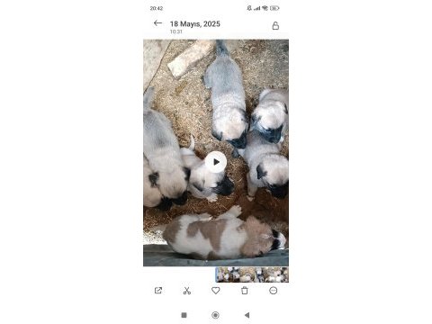 1 aylık erkek dişi saf kangallar