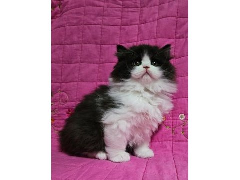 Safkan black bicolor renginde british longhair yavru