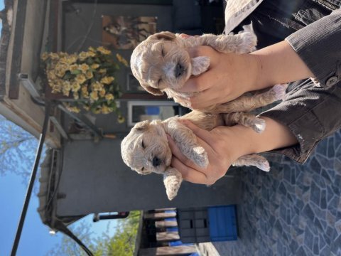 Toy poodle apricot yavrularımız