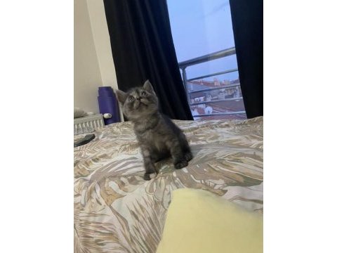 5 haftalık british shorthair yavrularıma yuva arıyorum