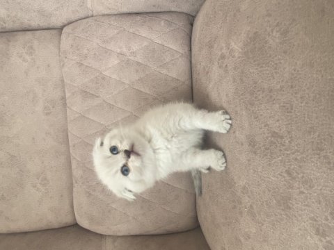 Birbirinden güzel scottish fold bebeklerim