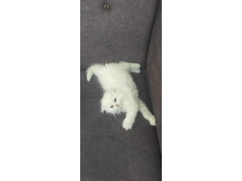 Ankara mamaktayız scottish fold longhair