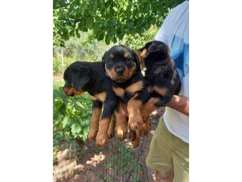 45 günlük yavru rottweiler tasması ve box ile beraber