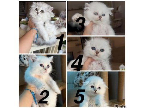 British longhair mükemmel ötesi bebekler
