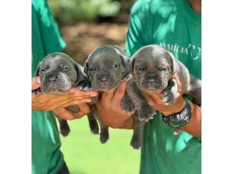 Cane corso yavrumuz