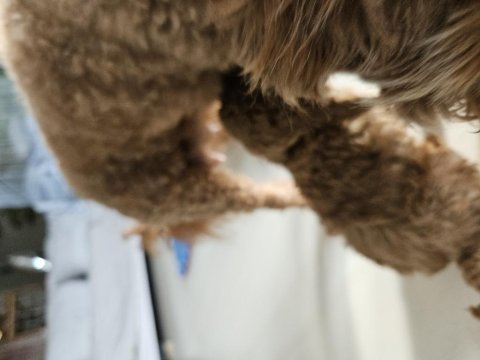 Evde bakılan minik sağlıklı poodle yavrularım