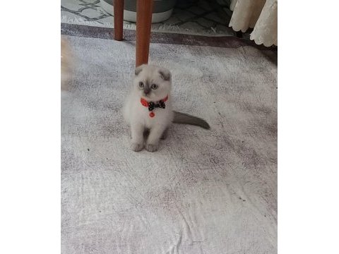 Boncuk gözlü yakışıklı scottish fold bebeğim