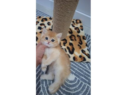 Safkan british shorthair golden yavrularım