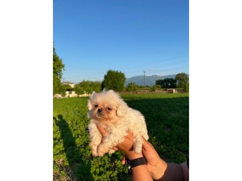 Bal köpüğü ve süt beyazı yavru köpekler