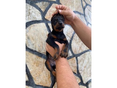 Estetikli ve estetiksiz doberman yavrular