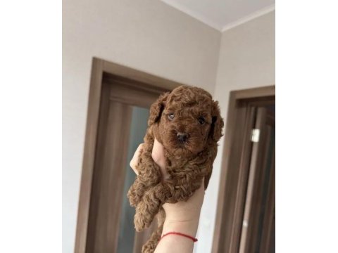 Harika poodle köpeği