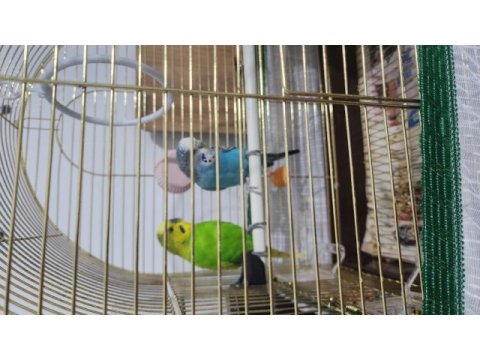 Yerli çift muhabbet kuşları kafes ve yuvalıkla birlikte