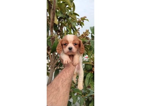 Cavalier king charles yavruları