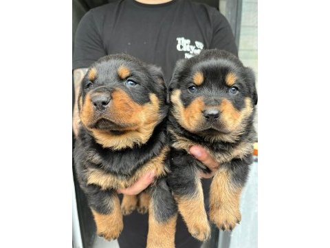 Rottweiler bebeklerimiz