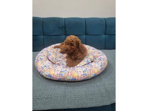 Son erkek poodle yavrum çok iyi fiyat