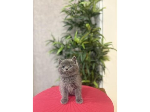 Bebek yüz british shorthair yavrular
