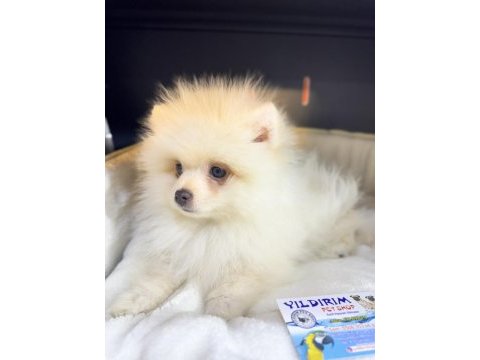 Spitz günü gelen aşıları yapılmıştır
