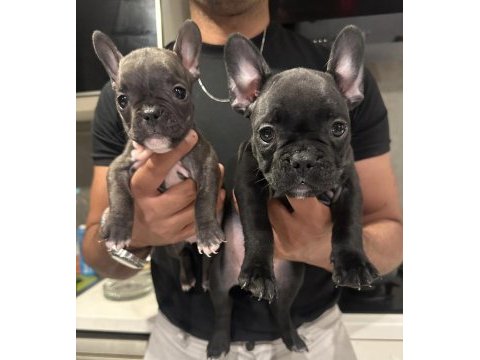 French bulldog 45 günlük