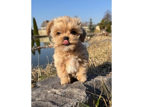 En özel kore maltipoo yavruları