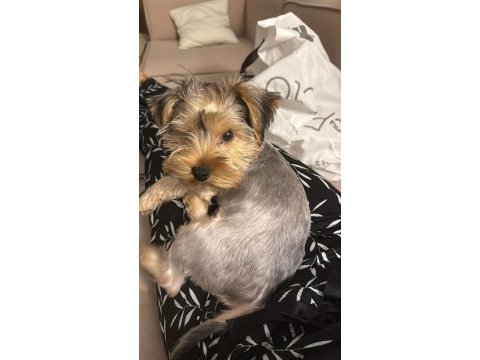 5 aylık teacup yorkshire terrier erkek yavru