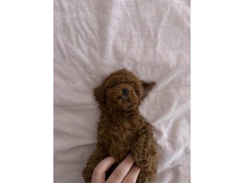 Kore tea cup poodle yavrular