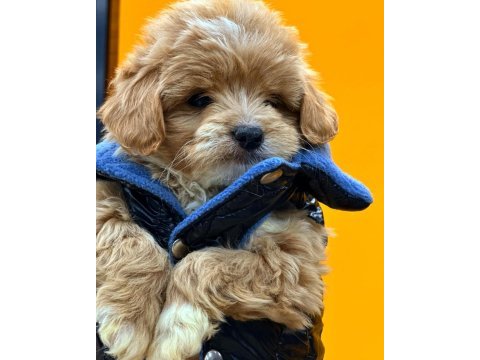 Bebek yüzlü sevimli maltipoo yavrularımız