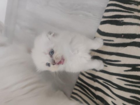 Yavru kediler british longhair