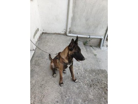 Sahibinden sahiplendirilecek belçika kurdu