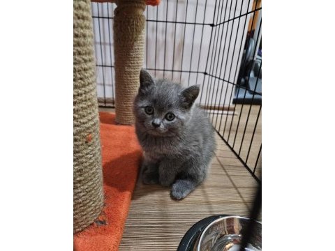 50 günlük scottish fold yavrular