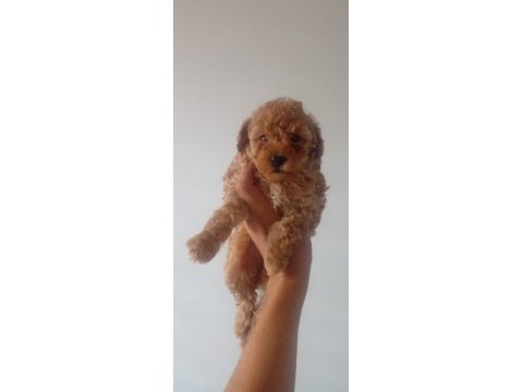 Toy poodle dişi