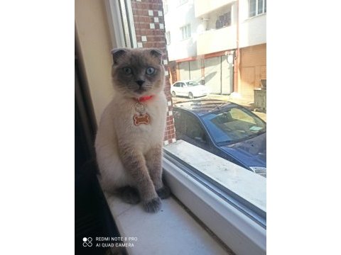 Scottish fold blue point