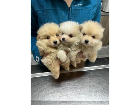 Kar beyazı pomeranian yavrularımız