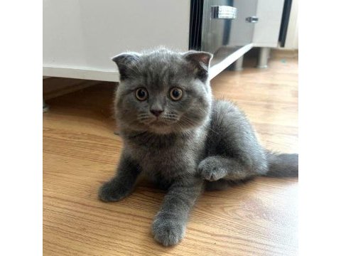 Safkan ayı surat babadan scottish fold
