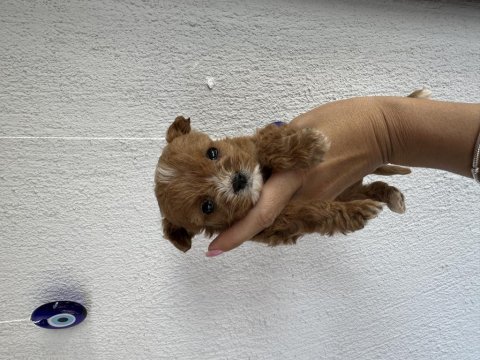 Teacup kore maltipoo