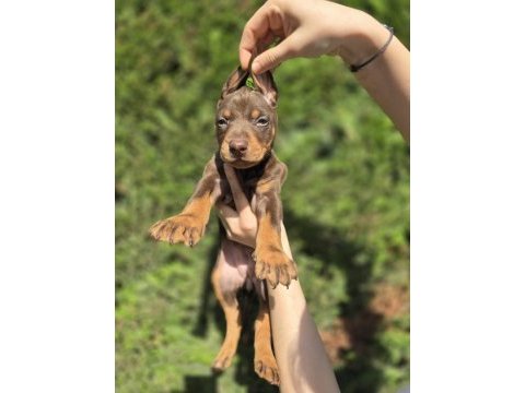 Orjinal doberman köpekleri