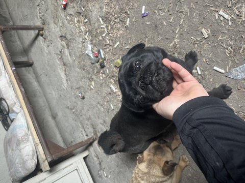Pug erkek piyasa altı