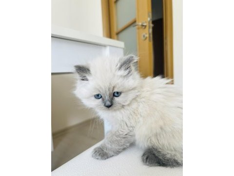British longhair kedimiz