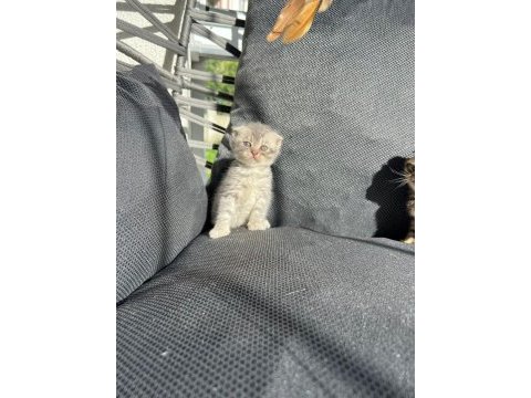Dişi erkek scottish fold