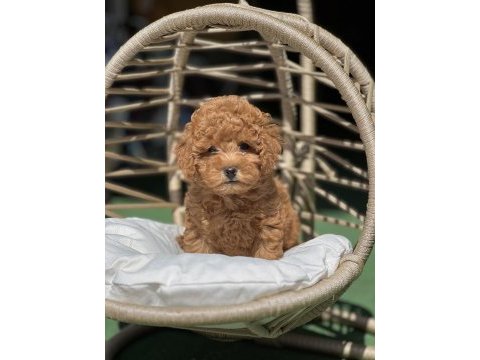 Poodle yavrularımız