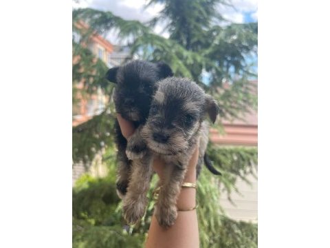 Schnauzer tatlışşş bebişleer