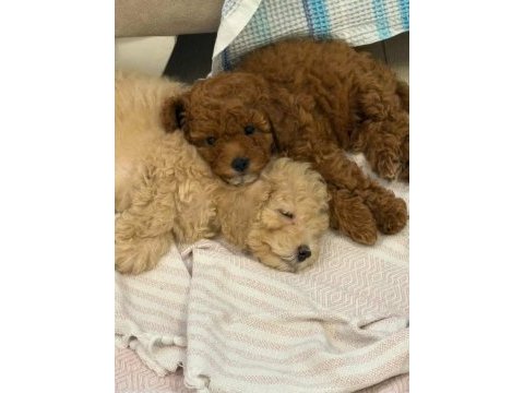 Orjinal bir adet kahve bir adet krem poodle bebekler