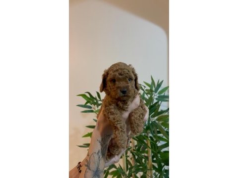 Birbirinden güzel toy poodle bebeklerimiz