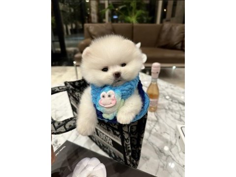 Pomeranian boo