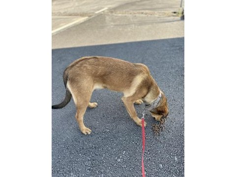 Rottweiler karması köpeğim sahiplendirilecek