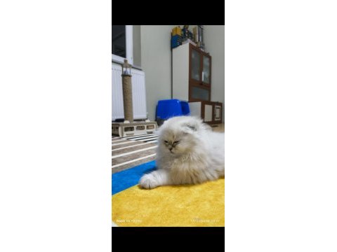 Scottish fold longhair erkek