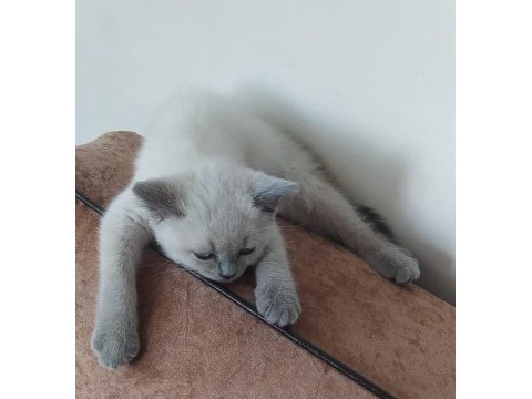 British shorthair blue point